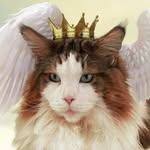 catstradamus profile picture