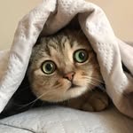 cats_usa_ profile picture
