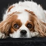 cavalier.orgin profile picture