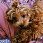 cavapoochutney profile picture