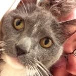 cbcebulski profile picture