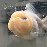 ccgoldfishnj profile picture