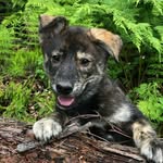 celestialsleddogs profile picture