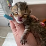 centralflfosters profile picture