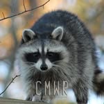 centralmswildliferehab profile picture