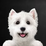 cesarcuisine profile picture