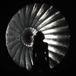 cesaresedo profile picture