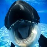 cetuscetus profile picture