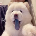 chachaa.babyy profile picture
