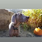 chagomil profile picture