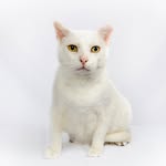 chalkyscatcrusade profile picture