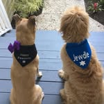 challahdaydog profile picture