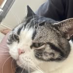 chameleon.9497669 profile picture
