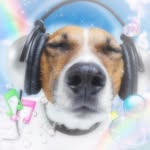 chameleonsnita profile picture