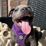 champthebluestaffy profile picture