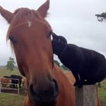 champy_and_morris profile picture