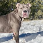 chancethegentlegiant profile picture