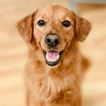 chance_the_mini_golden profile picture