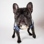 chancho_the_frenchie profile picture