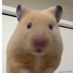 chandelmonalis profile picture