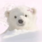 chansandr19 profile picture