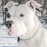 chaos_the_pitbully profile picture