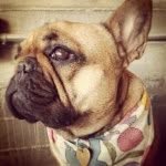 chariotsonfire profile picture
