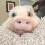charleigh_the_pig profile picture