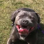 charles__blue profile picture