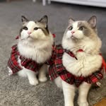 charlescharlotteeevee profile picture
