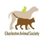 charlestonanimalsociety profile picture
