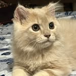 charleyy_thepersian profile picture