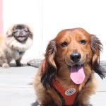 charlie.and.maggie profile picture