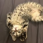 charlie.da.menace profile picture