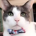 charlie.fosterdad profile picture