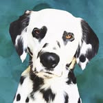 charlie.the.dalmatian profile picture