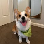 charlie.the_corgi_ profile picture