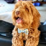 charliedoodledude profile picture