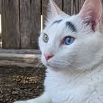 charliesthecutestcat profile picture