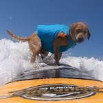 charlie_surfsup profile picture