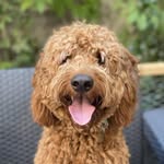 charliethecaringcanine profile picture