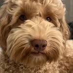 charlie_thedoodle2 profile picture