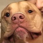 charliethepitofficial profile picture