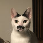 charlot_cat_ profile picture