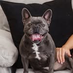 charlottemaemyfrenchiebae profile picture