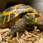charlottethetortoise profile picture