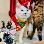 charmmyip profile picture