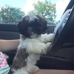 charzard_shihtzu profile picture