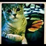 chase_the_cat profile picture