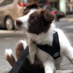 chasingcharlinyc profile picture